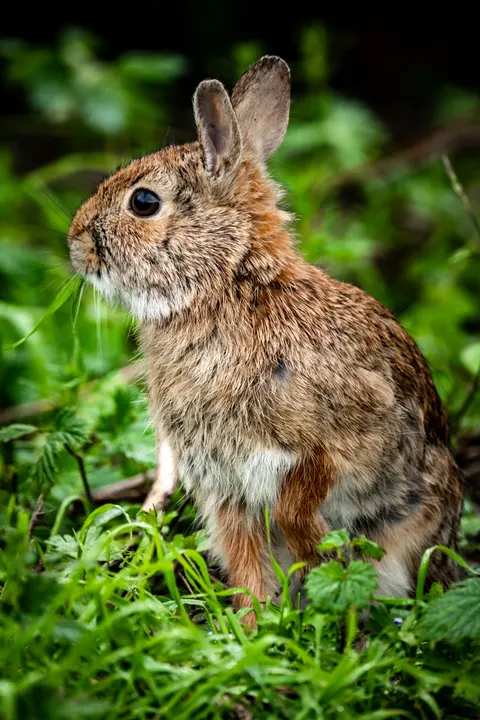 Bunny Phone Wallpaper · pets · 1440×2160