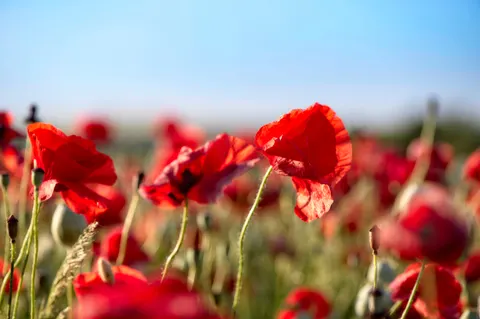 पॉपी का खेत 4K वॉलपेपर · flowers · 3840×2555
