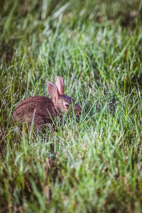 Bunny Phone Wallpaper · pets · 1440×2160