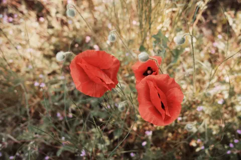 Poppy Field 4K Wallpaper · flowers · 3840×2560
