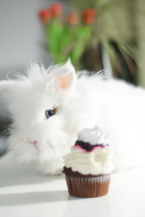 Bunny Phone Wallpaper · pets · 1440×2160