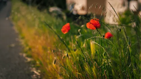 罌粟花田 4K桌布 · flowers · 3840×2161