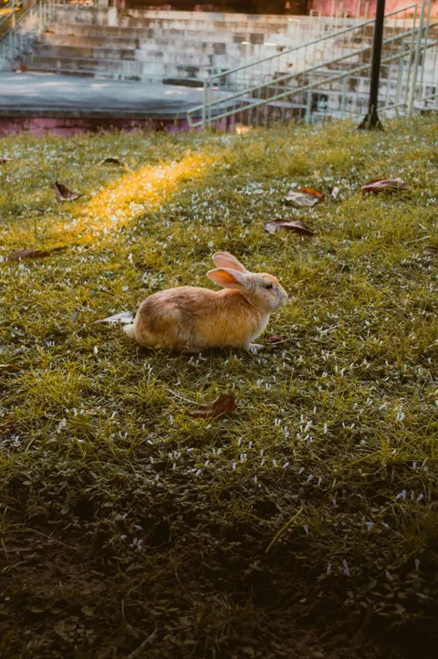 Bunny Phone Wallpaper · pets · 1440×2166