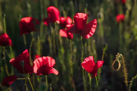 Poppy Field 4K Wallpaper · flowers · 3840×2560