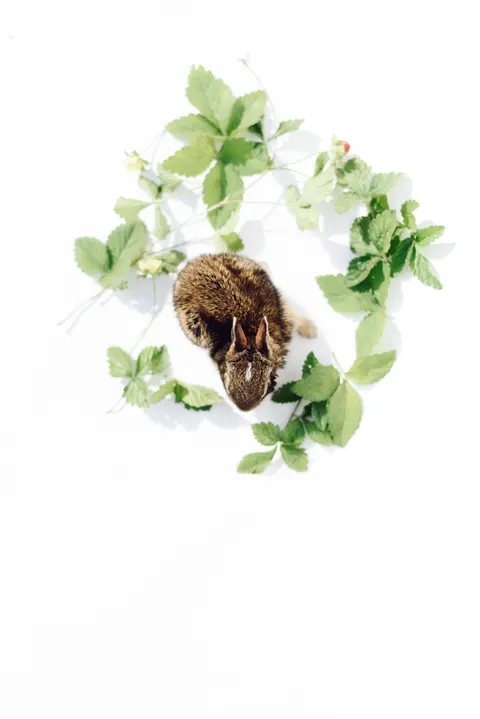 Bunny Phone Wallpaper · pets · 1440×2157