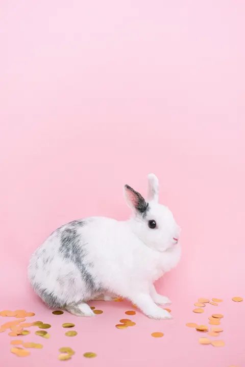 Kelinci Wallpaper HP · pets · 1440×2160