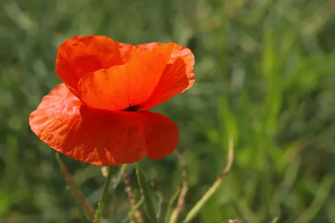 Wallpaper Ladang Bunga Poppy 4K · flowers · 3840×2560