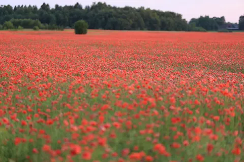 पॉपी का खेत 4K वॉलपेपर · flowers · 3840×2561
