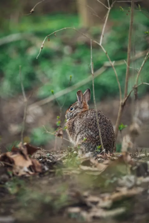 Bunny Phone Wallpaper · pets · 1440×2157