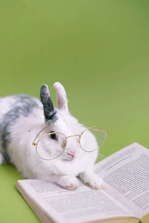 Bunny Phone Wallpaper · pets · 1440×2160
