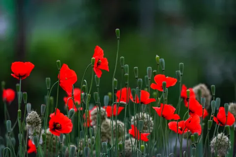 Sfondo Campo di papaveri 4K · flowers · 3840×2560