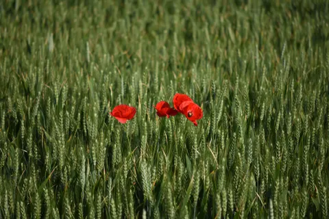خلفية حقل الخشخاش بدقة 4K · flowers · 3840×2560