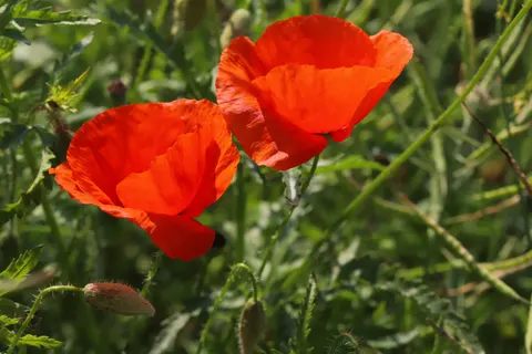 خلفية حقل الخشخاش بدقة 4K · flowers · 3840×2560