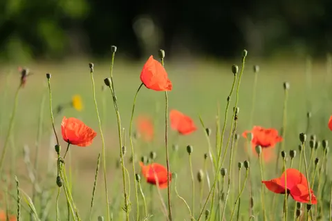 양귀비 밭 4K 배경화면 · flowers · 3840×2560
