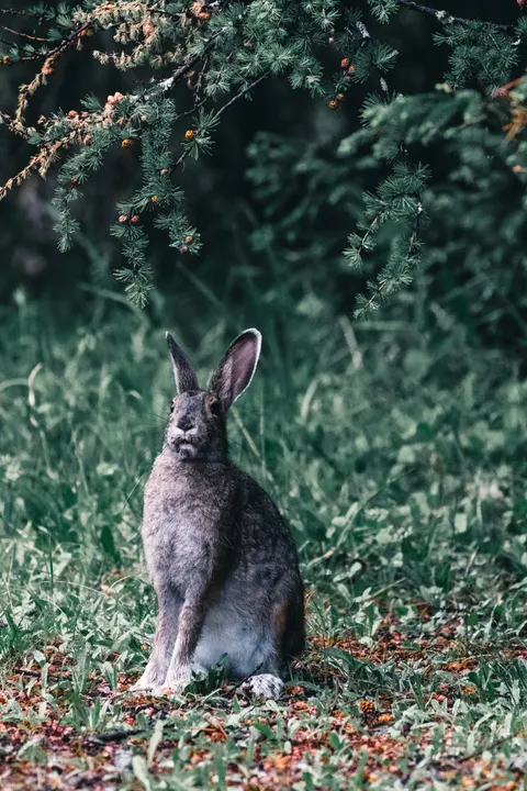 Bunny Phone Wallpaper · pets · 1440×2160