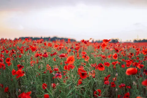 Poppy Field 4K Wallpaper · flowers · 3840×2561
