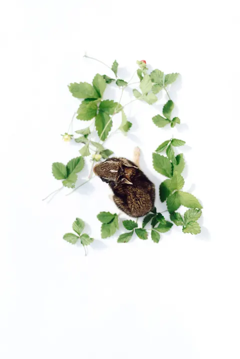 Bunny Phone Wallpaper · pets · 1440×2157