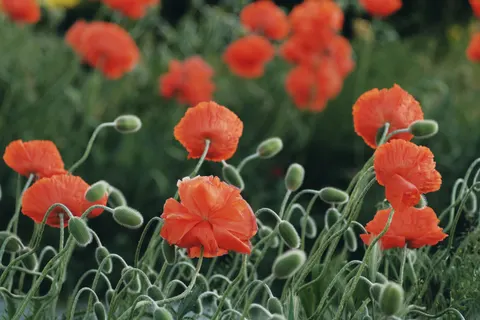 Fond d'écran Champ de coquelicots 4K · flowers · 3840×2560