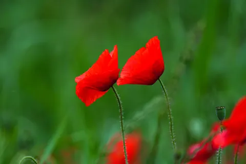 والپیپر دشت شقایق با کیفیت 4K · flowers · 3840×2560