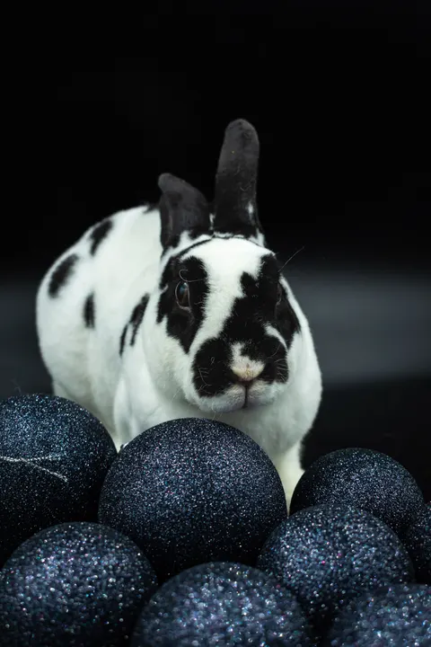 Bunny Phone Wallpaper · pets · 1440×2160