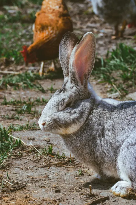 Bunny Phone Wallpaper · pets · 1440×2160