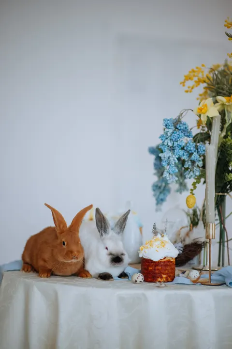 Bunny Phone Wallpaper · pets · 1440×2159