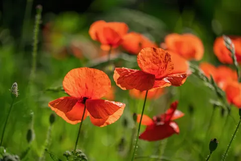 पॉपी का खेत 4K वॉलपेपर · flowers · 3840×2560