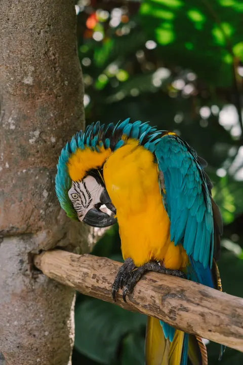 Parrot Phone Wallpaper · pets · 1440×2160
