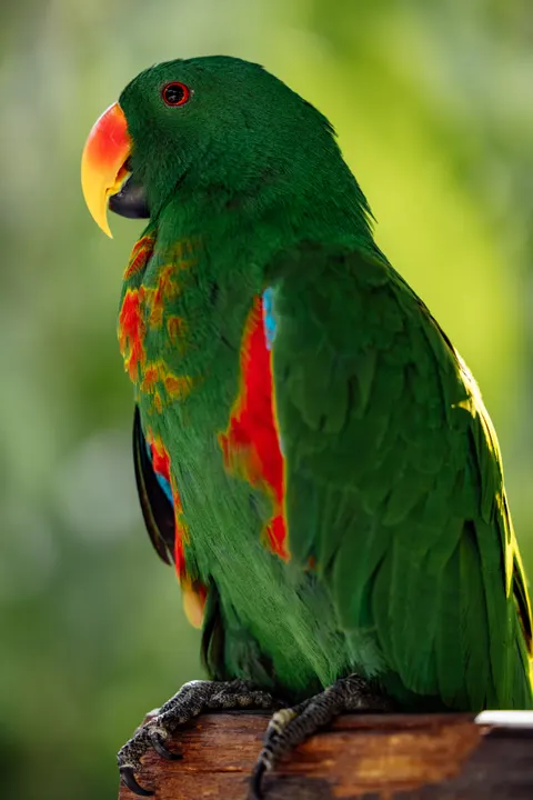 Pappagallo Sfondo per Telefono · pets · 1440×2159