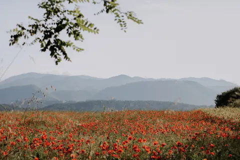 पॉपी का खेत 4K वॉलपेपर · flowers · 3840×2560