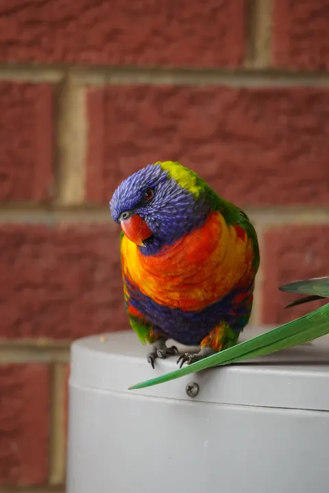 Parrot Phone Wallpaper · pets · 1440×2160