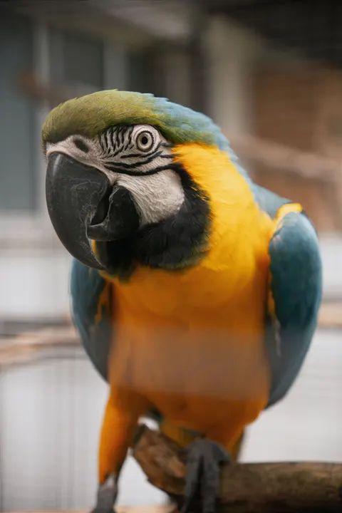 Parrot Phone Wallpaper · pets · 1440×2160