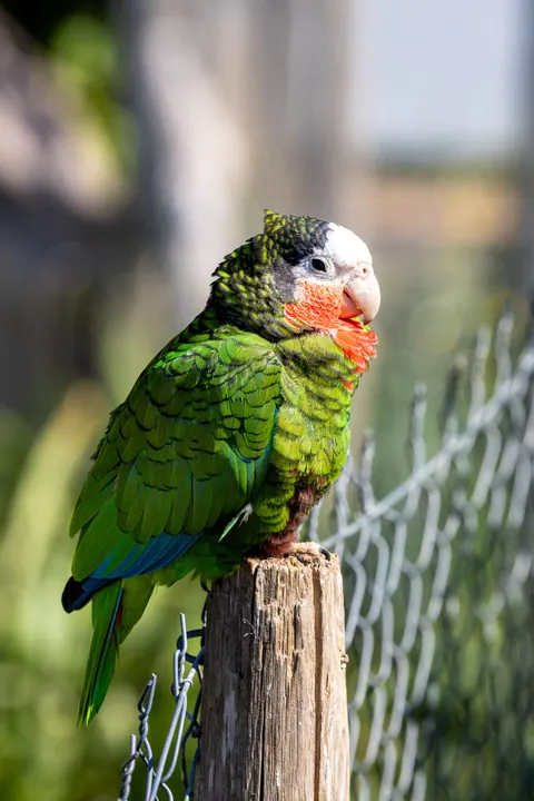 Parrot Phone Wallpaper · pets · 1440×2160