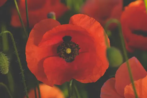 Poppy Field 4K Wallpaper · flowers · 3840×2560