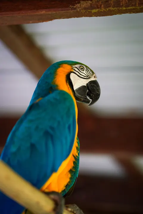 Parrot Phone Wallpaper · pets · 1440×2160