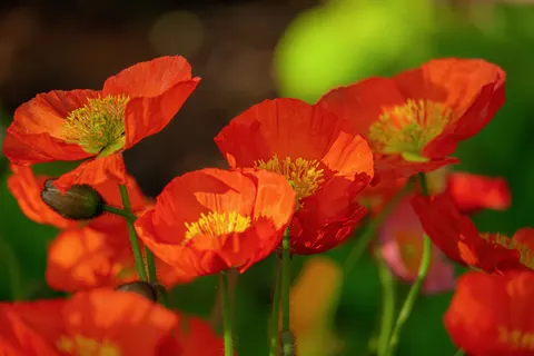 Wallpaper Ladang Bunga Poppy 4K · flowers · 3840×2560