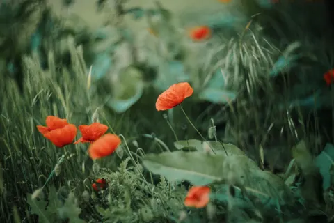 Mohnfeld 4K Hintergrundbild · flowers · 3840×2560