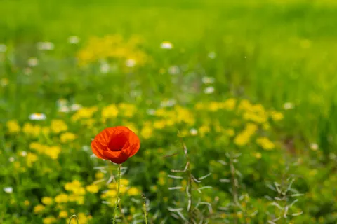 Sfondo Campo di papaveri 4K · flowers · 3840×2560