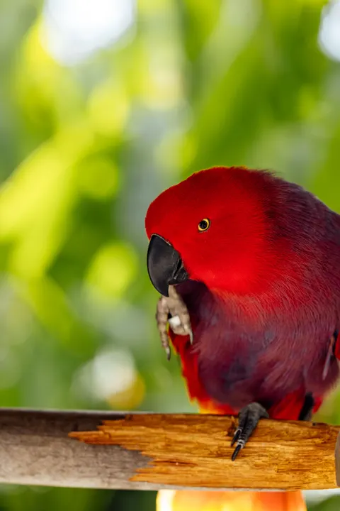 Parrot Phone Wallpaper · pets · 1440×2159