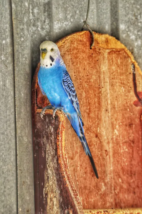 Parrot Phone Wallpaper · pets · 1440×2160