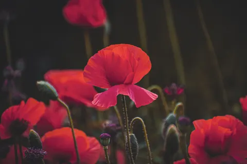 Обои Маковое поле 4K · flowers · 3840×2560