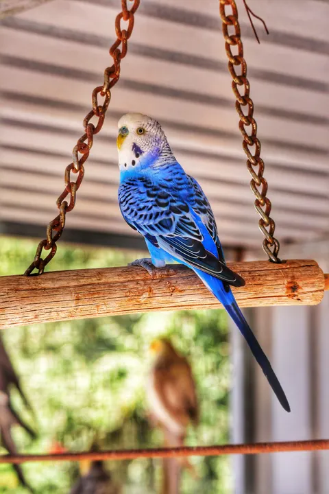 Parrot Phone Wallpaper · pets · 1440×2160
