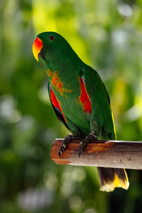Parrot Phone Wallpaper · pets · 1440×2159