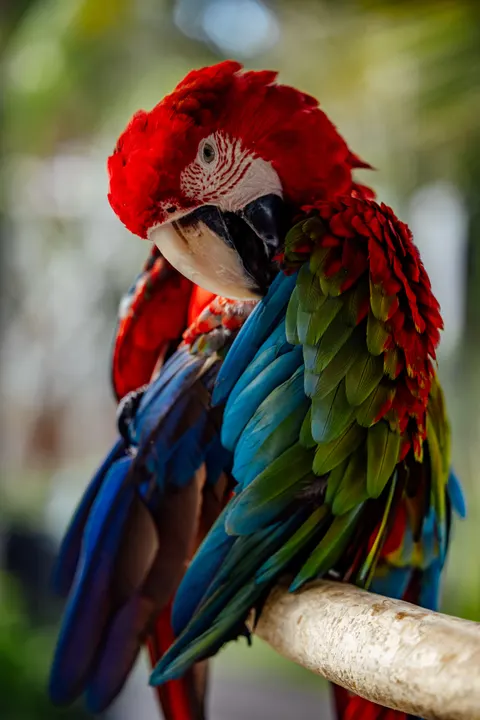 Parrot Phone Wallpaper · pets · 1440×2159
