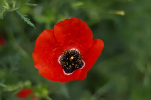 Sfondo Campo di papaveri 4K · flowers · 3840×2560