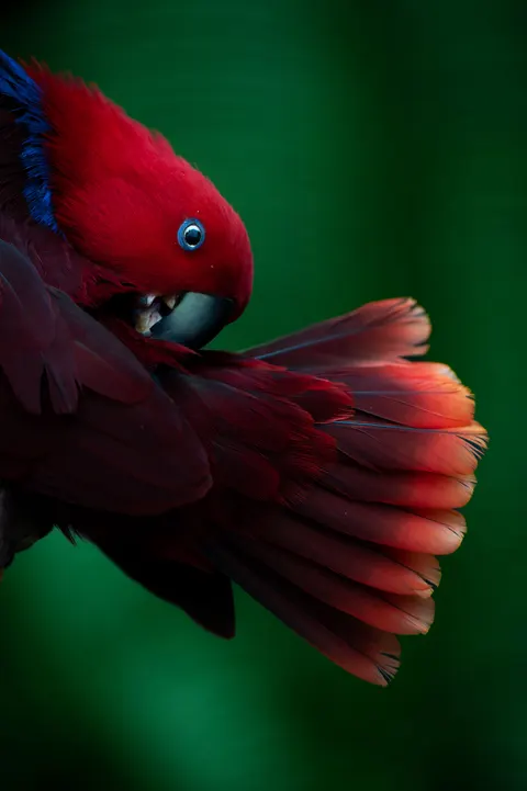 Parrot Phone Wallpaper · pets · 1440×2164
