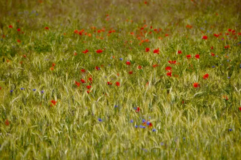 والپیپر دشت شقایق با کیفیت 4K · flowers · 3840×2560