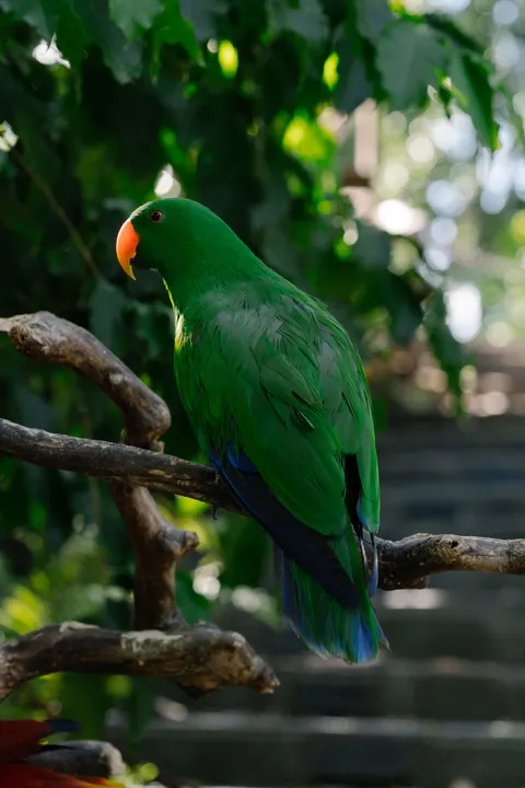 Parrot Phone Wallpaper · pets · 1440×2160