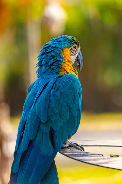Parrot Phone Wallpaper · pets · 1440×2160