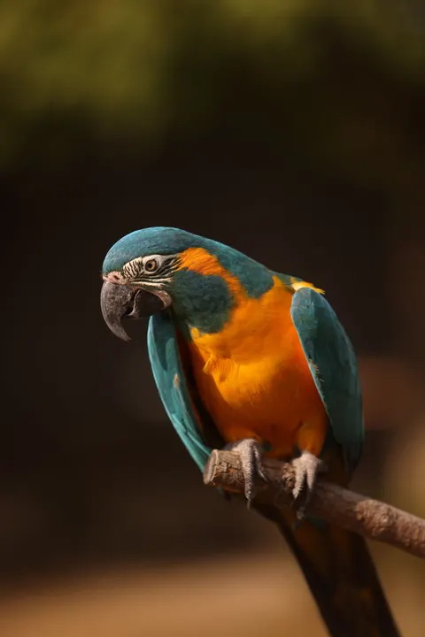 Parrot Phone Wallpaper · pets · 1440×2159